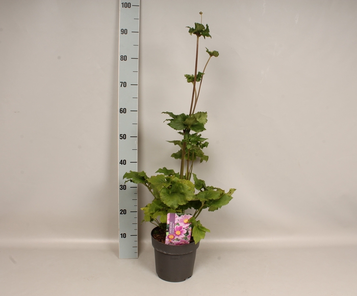 <h4>vaste planten 19 cm  Anemone Serenade </h4>