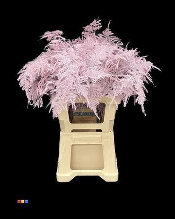<h4>Asp Extra Light Pink</h4>