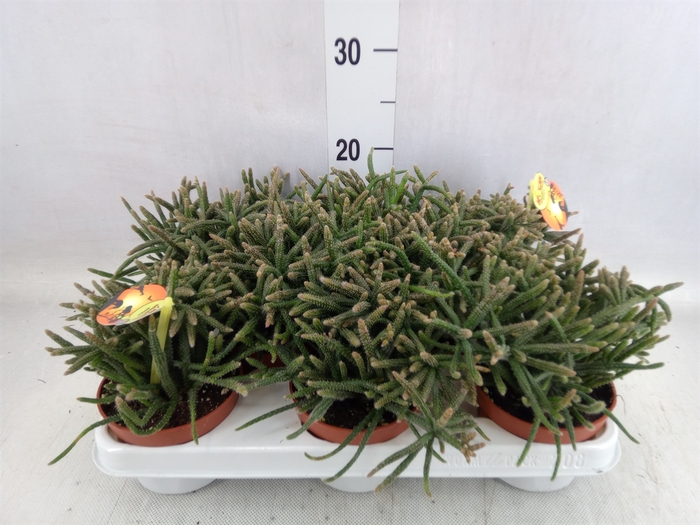 <h4>Rhipsalis baccifera subsp. horrida</h4>