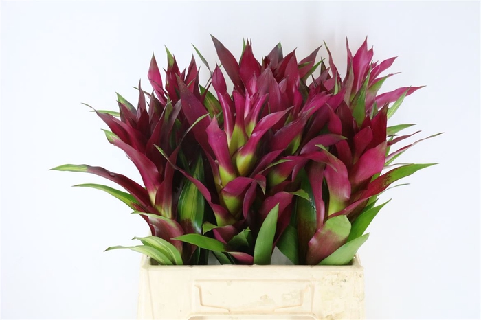 <h4>Bromelia Luna</h4>