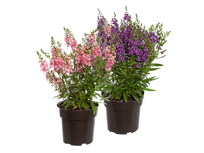 <h4>ANGELONIA ARCHANGEL P17 VARIADO</h4>