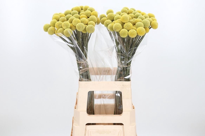 <h4>Craspedia yellow</h4>