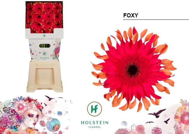 <h4>Gerbera diamond gerpasta foxy</h4>