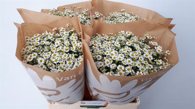 <h4>Matricaria single vegmo (camille)</h4>