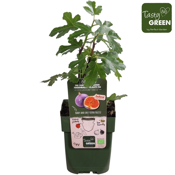 <h4>Ficus Gustissimo® Perretta® Bio P13</h4>