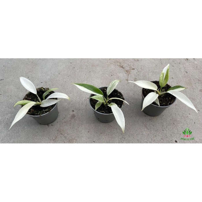 <h4>Philodendron Florida Ghost  6Ø 15cm</h4>