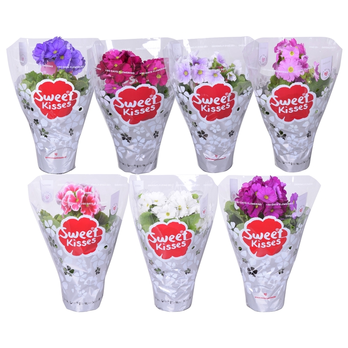 Primula Sweet Kisses MixKAR