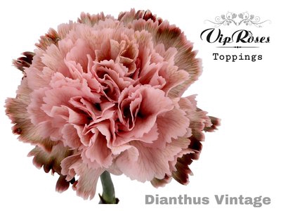 <h4>Dianthus st paint vintage</h4>