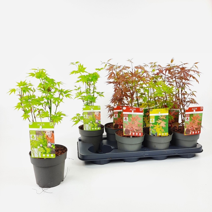 <h4>Acer palmatum</h4>