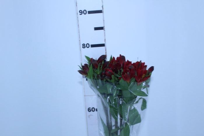 <h4>ALSTROEMERIA ANGELINA 080 CM</h4>
