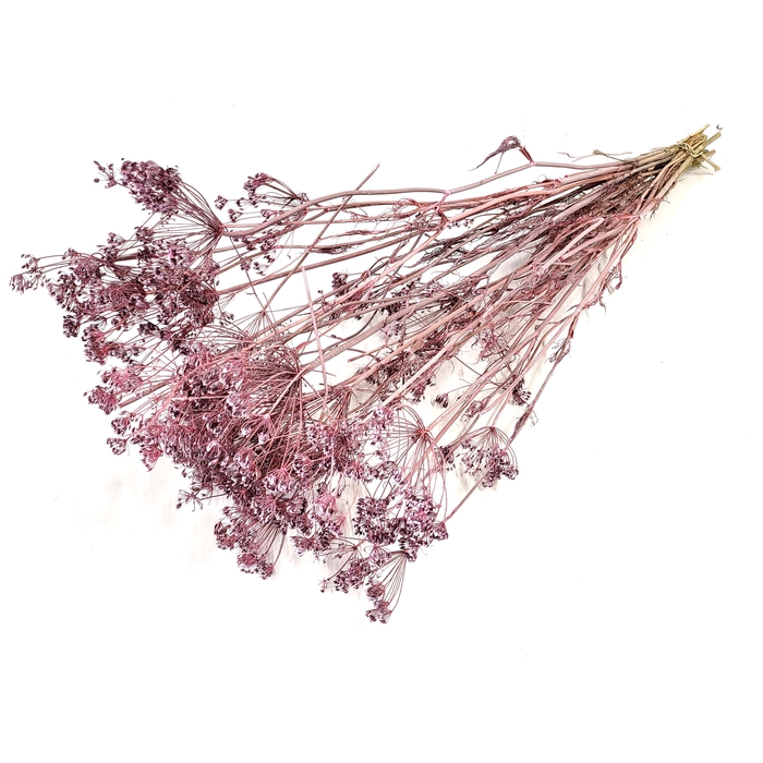 <h4>Anethum (dille) dried 10st per bunch Frosted Pink</h4>
