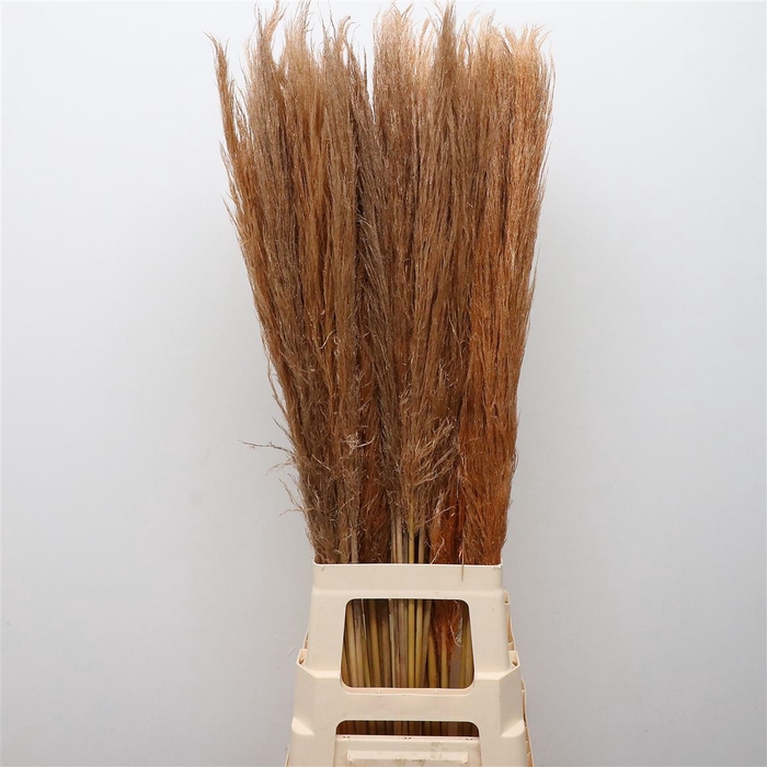 <h4>Corta Dried X50 Gold Brown</h4>