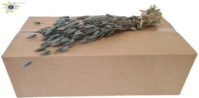 <h4>Lagurus per bunch light blue</h4>