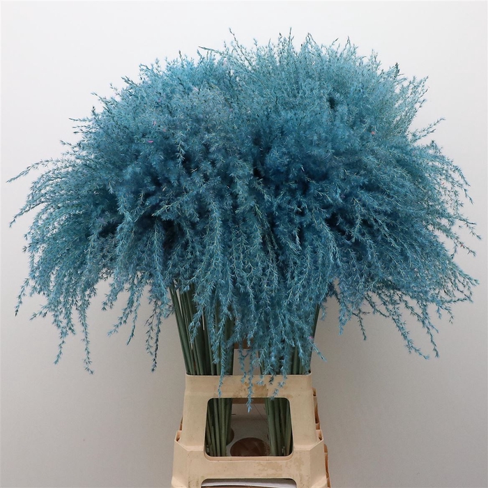 <h4>Dried Stipa Feather Light Blue</h4>