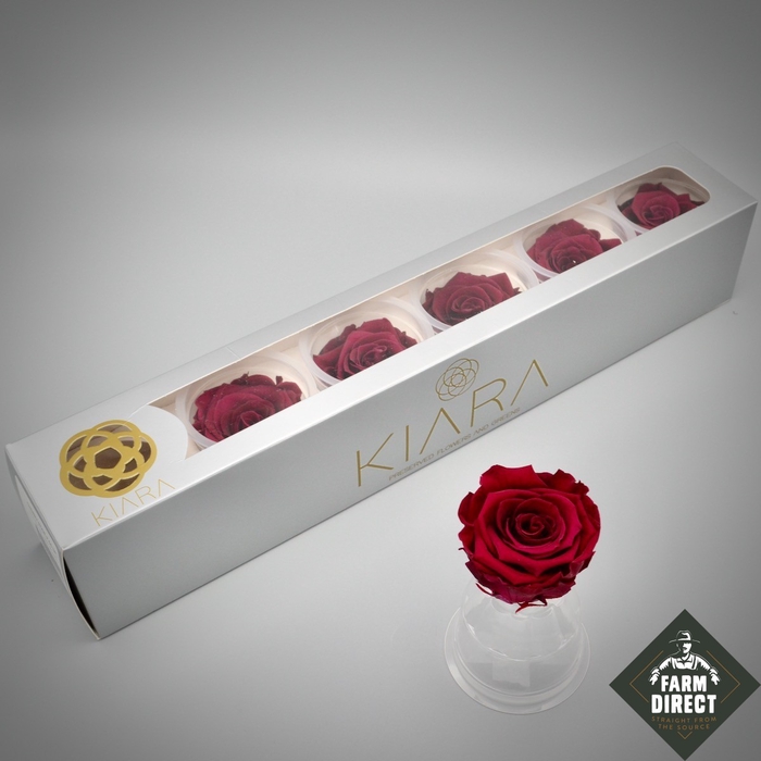 <h4>R PR Splendid Cherry Rose</h4>