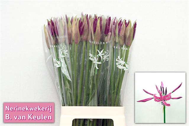 <h4>Nerine bowdenii mister nick</h4>
