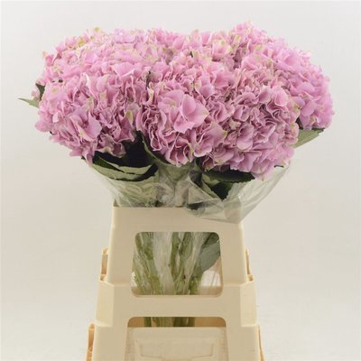 <h4>Hydrangea juliette</h4>