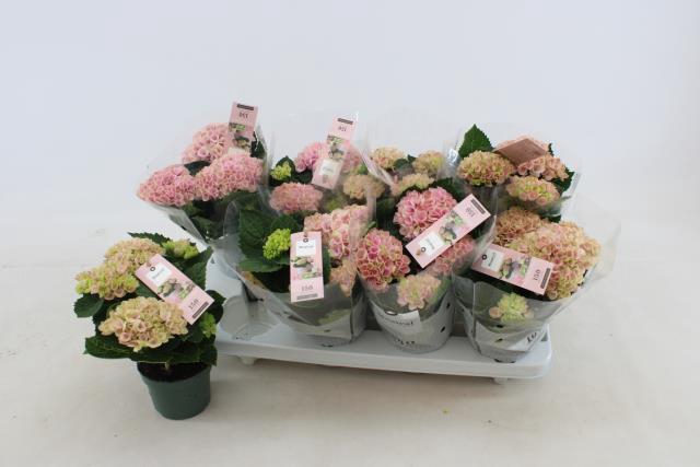 <h4>HYDR M MAG REVOLUTION PINK</h4>
