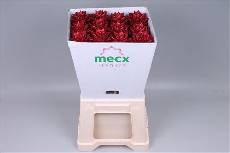 <h4>Echeveria glitter red mecx flowers</h4>