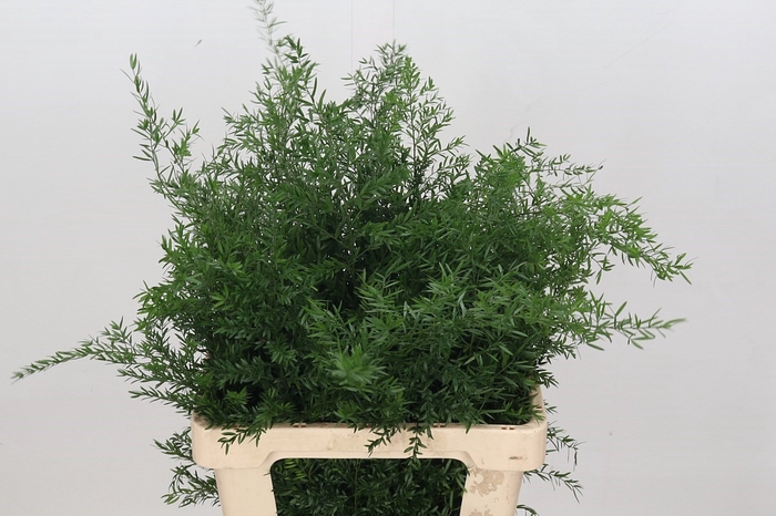 <h4>Leaf asparagus dens cwebe</h4>