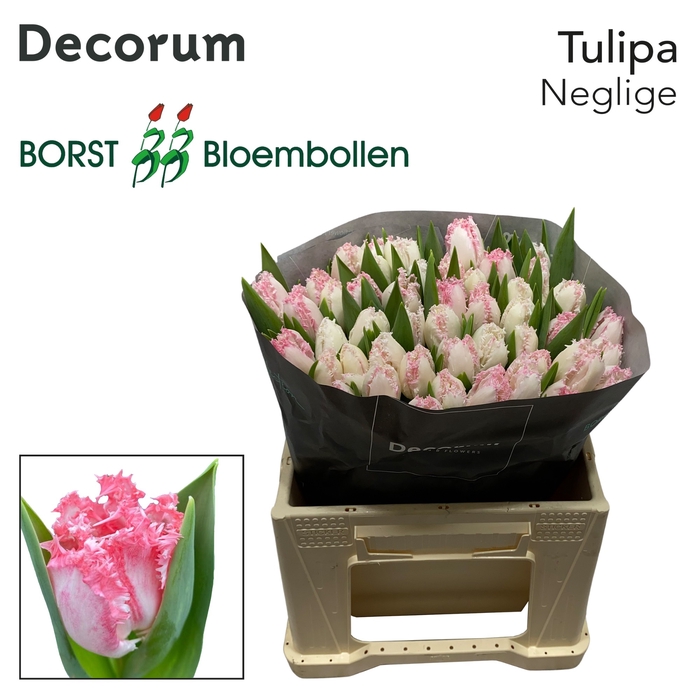 <h4>Tulipa fr neglige</h4>