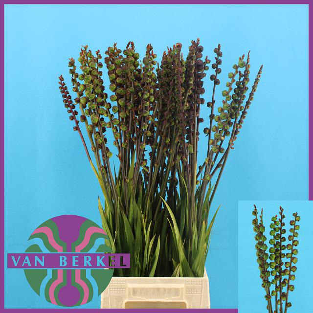 <h4>Crocosmia chasmanthe saturnus berry</h4>