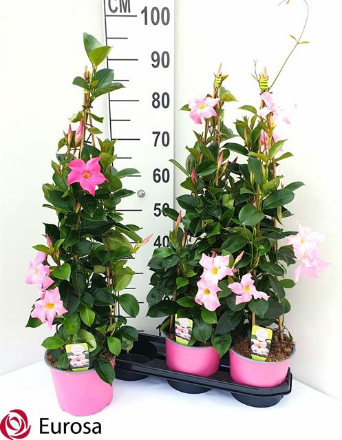 <h4>Mande Rio Pink</h4>