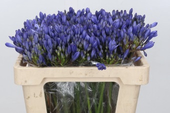 <h4>Agapanthus EYFORI Blue</h4>