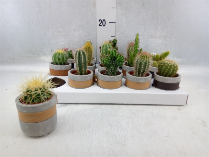<h4>Cactus ...</h4>