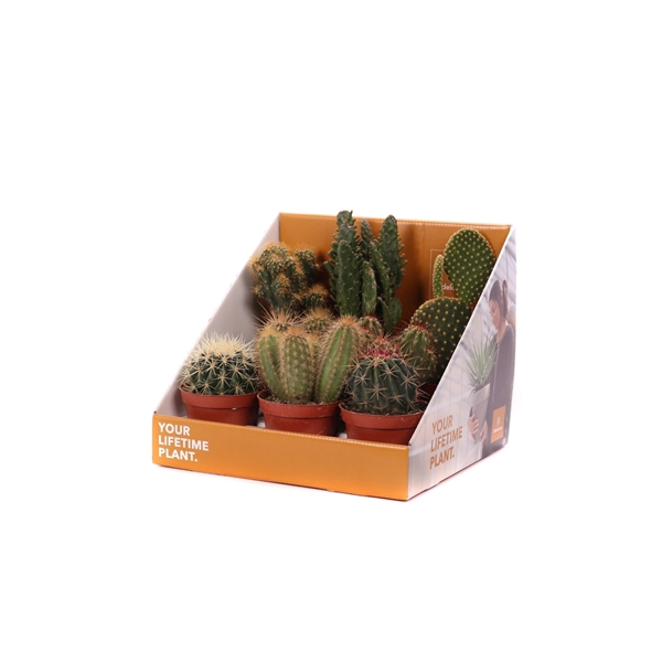 <h4>Cactus mix 8,5 cm in showdoos your lifetime plant</h4>
