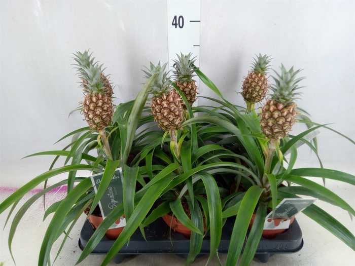 <h4>Ananas  'Rosita'</h4>