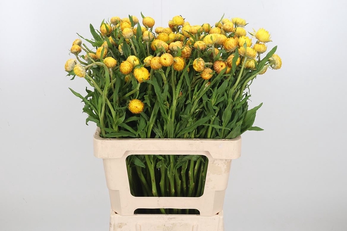 <h4>Helichrysum Ov P St Yellow</h4>