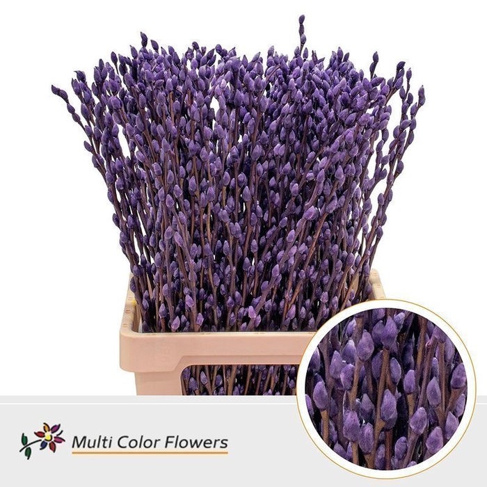 <h4>Salix paint pussy willow milka</h4>