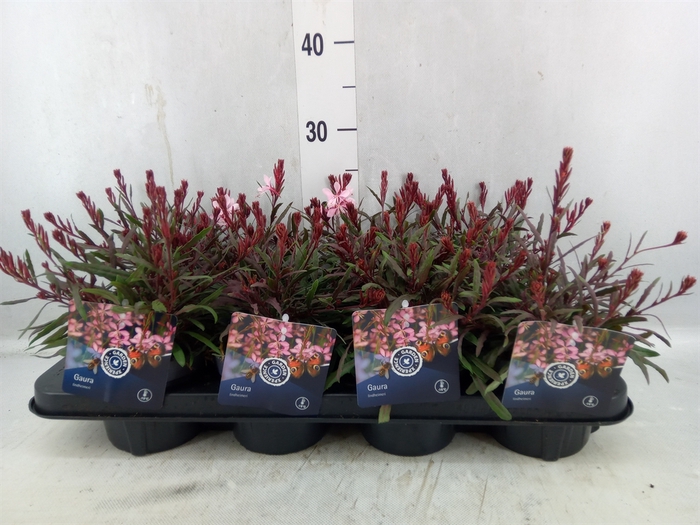 <h4>Gaura Lindheimeri 'gaudi Rose'</h4>