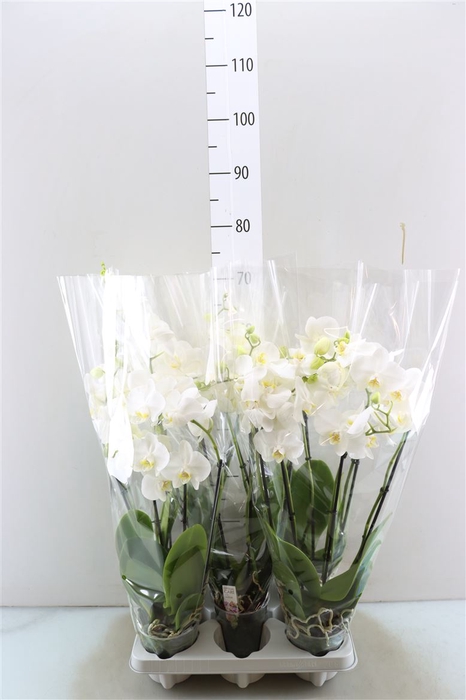 <h4>Phal Queen Wit 4 Tak</h4>