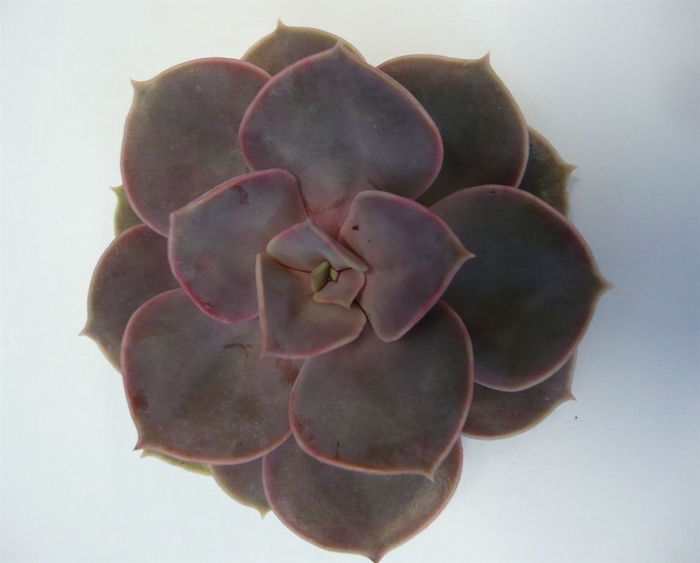 <h4>Echeveria pearl von neurenberg cutflower wincx-5cm</h4>
