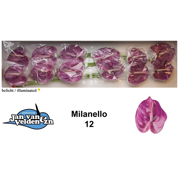 <h4>Milanello 12</h4>