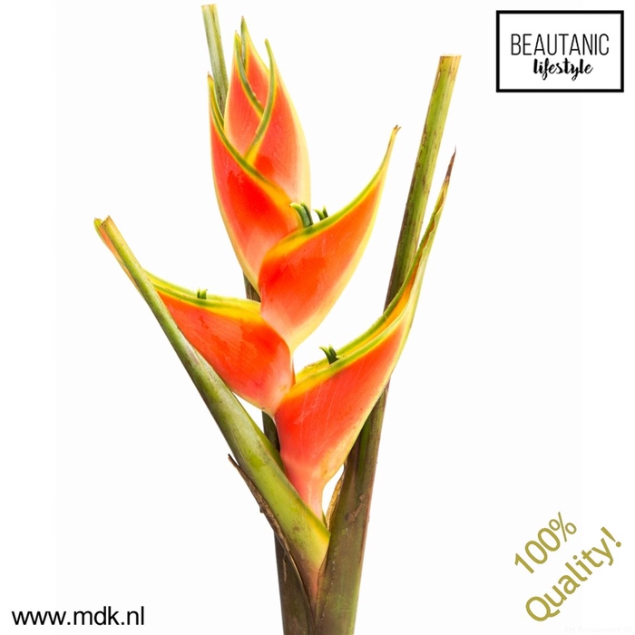 <h4>Heliconia red jewel</h4>