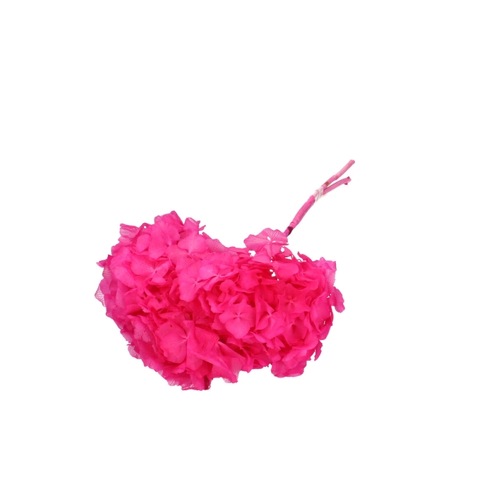 <h4>Droogbloem Hydrangea 40cm</h4>