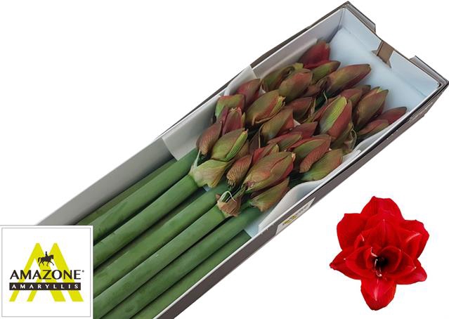 <h4>Hippeastrum double cherry nymph</h4>