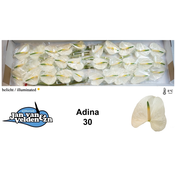 <h4>Adina 30</h4>
