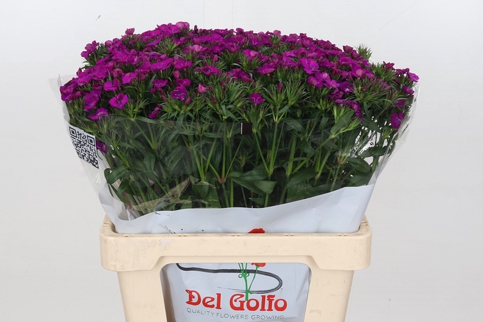 <h4>Dianthus Ba Neon Purple</h4>