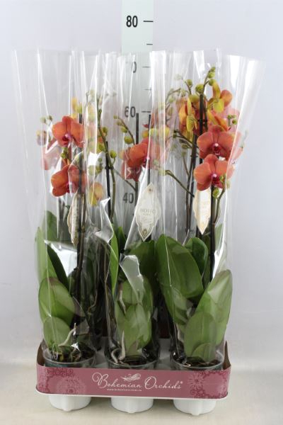<h4>Phalaenopsis 'surfsong'</h4>