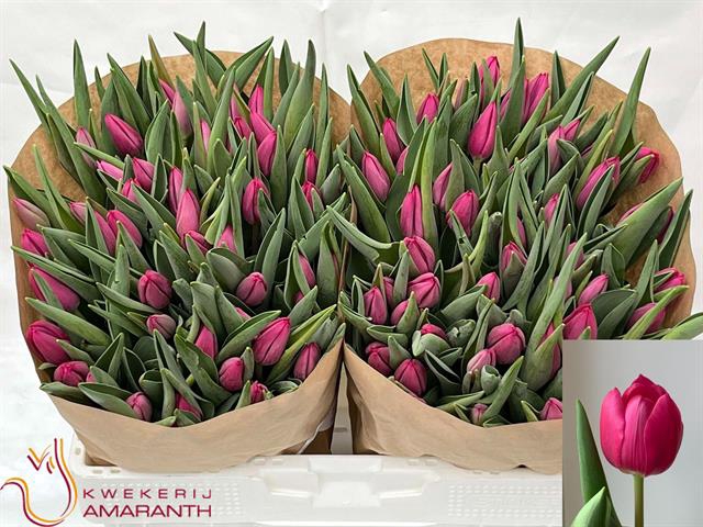<h4>Tulipa si pink ardour</h4>