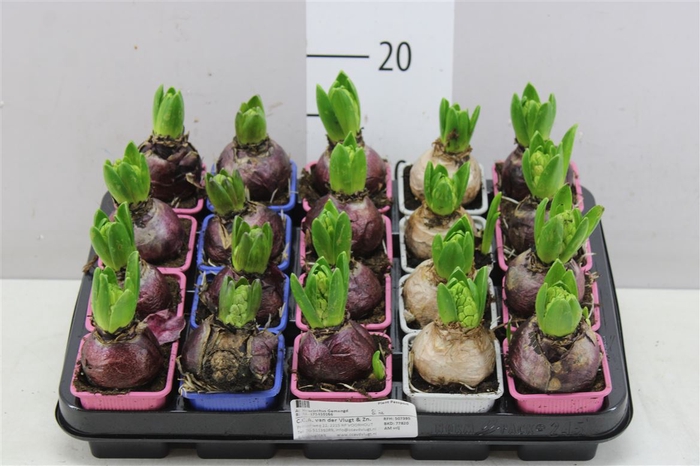 <h4>Hyacinthus Gemengd 1pp</h4>