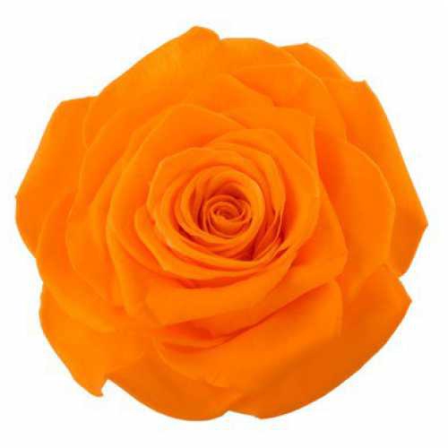 Rose Ines Orange