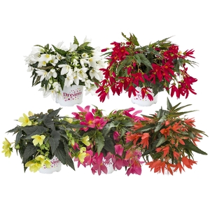 Hpot Begonia mixKAR