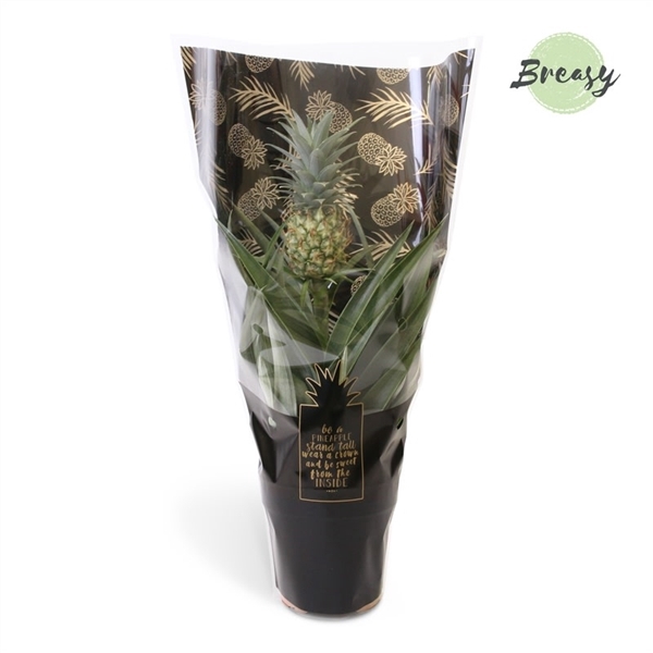 <h4>Ananas Mi Amigo Jaiba</h4>