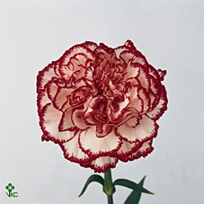 Dianthus St Olympia