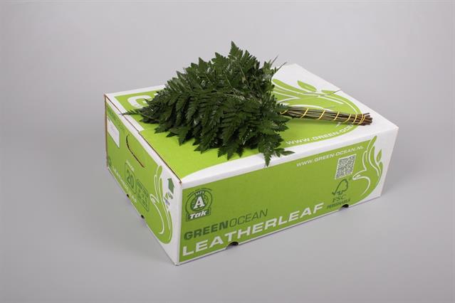 <h4>Leaf leather fern junior Green Ocean (arachniodes)</h4>